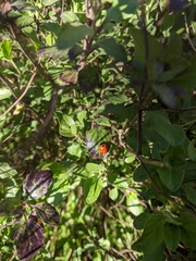 Coccinella septempunctata