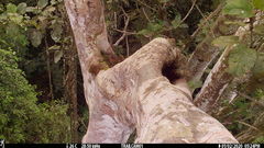 Xiphorhynchus lachrymosus