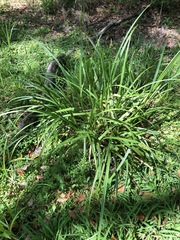 Carex stipata image