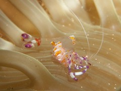 Ancylomenes luteomaculatus