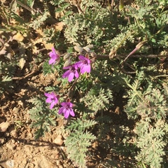 Erodium cicutarium