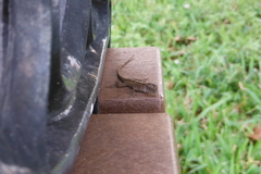 Anolis sagrei
