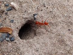 Dorymyrmex planidens