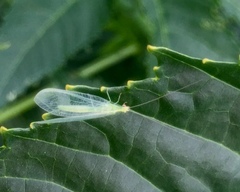 Chrysoperla pudica-group