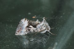 Syngrapha microgamma