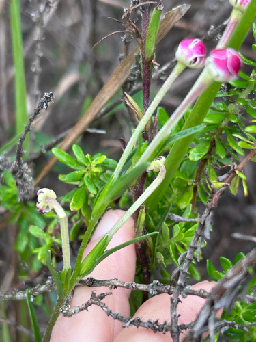 Zaluzianskya capensis, photograph 5