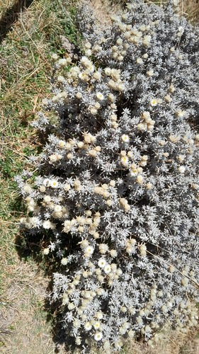 Helichrysum citrispinum