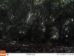 Buteogallus urubitinga