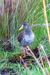 Pardirallus maculatus