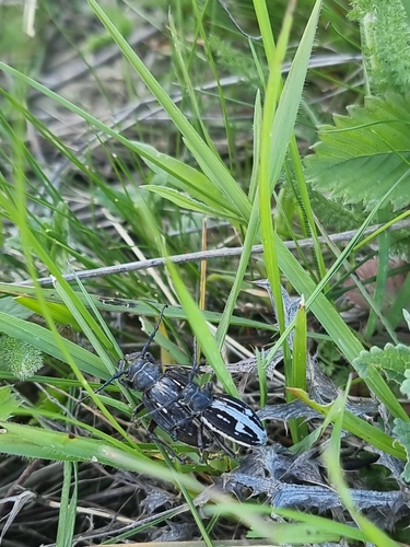 Dorcadion equestre
