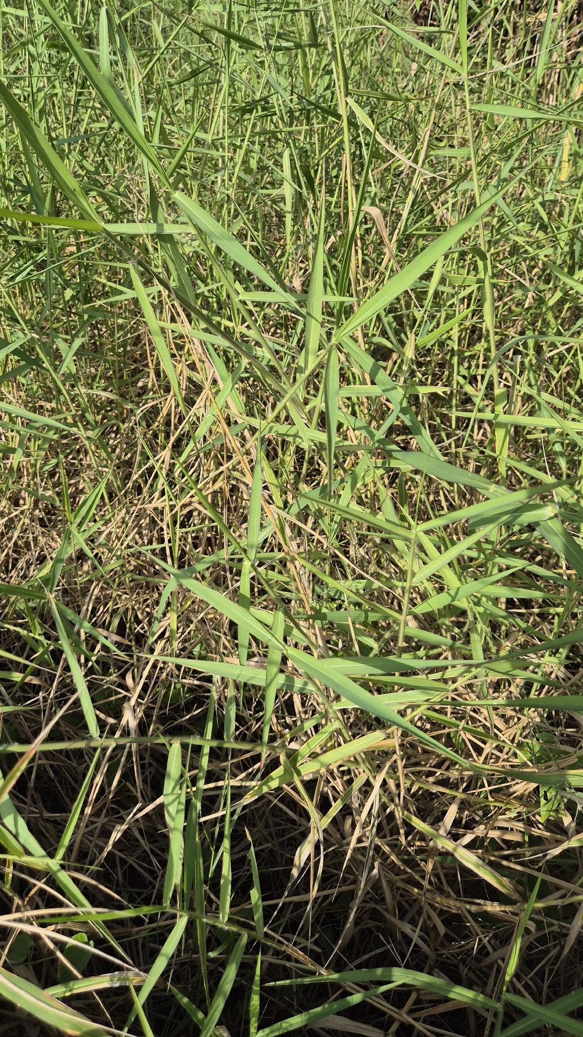 Urochloa mutica