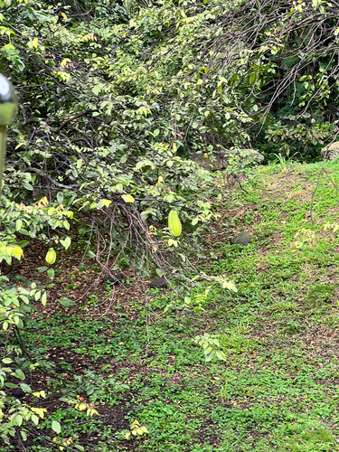 Averrhoa carambola observed 2025-12-30
