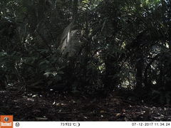 Buteogallus urubitinga