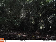 Buteogallus urubitinga