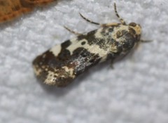 Acontia nivipicta