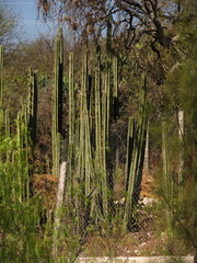 Lophocereus marginatus