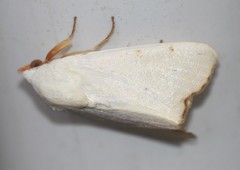 Xanthodes amata