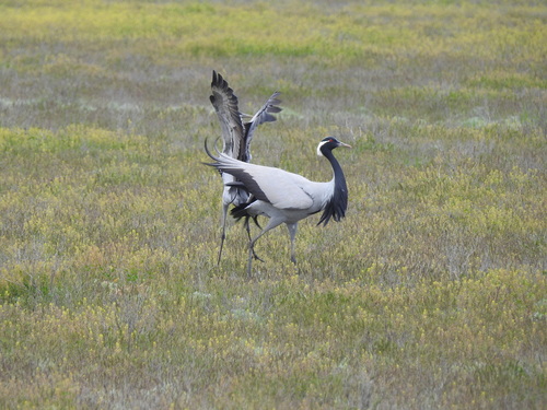 Grulla damisela (Grus virgo)
