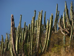 Isolatocereus dumortieri