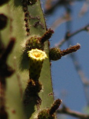 Lophocereus marginatus