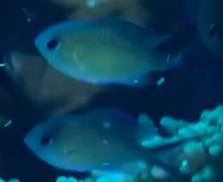 Chromis flavaxilla