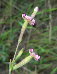 Silene bellidifolia