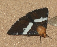 Buzara latizona