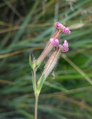 Silene bellidifolia