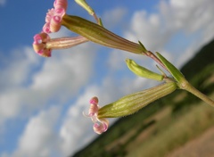 Silene bellidifolia