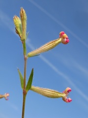 Silene bellidifolia