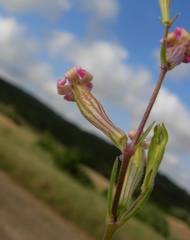 Silene bellidifolia