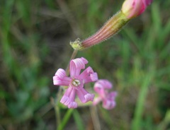 Silene bellidifolia