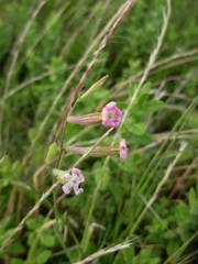 Silene bellidifolia
