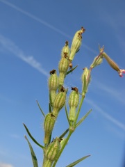 Silene bellidifolia
