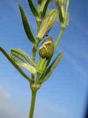Silene bellidifolia