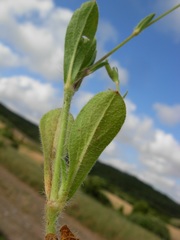 Silene bellidifolia