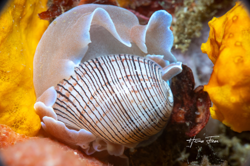 Hydatina physis