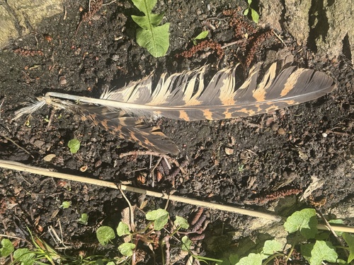 Plume de Butor étoilé
