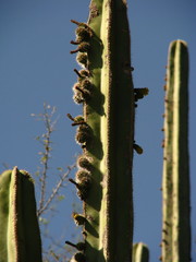 Lophocereus marginatus