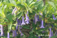 Eriolarynx australis