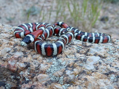 Lampropeltis pyromelana