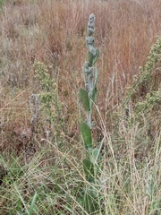 Kalanchoe thyrsiflora, photograph (c) Hildegard Klein, some rights reserved (CC BY)