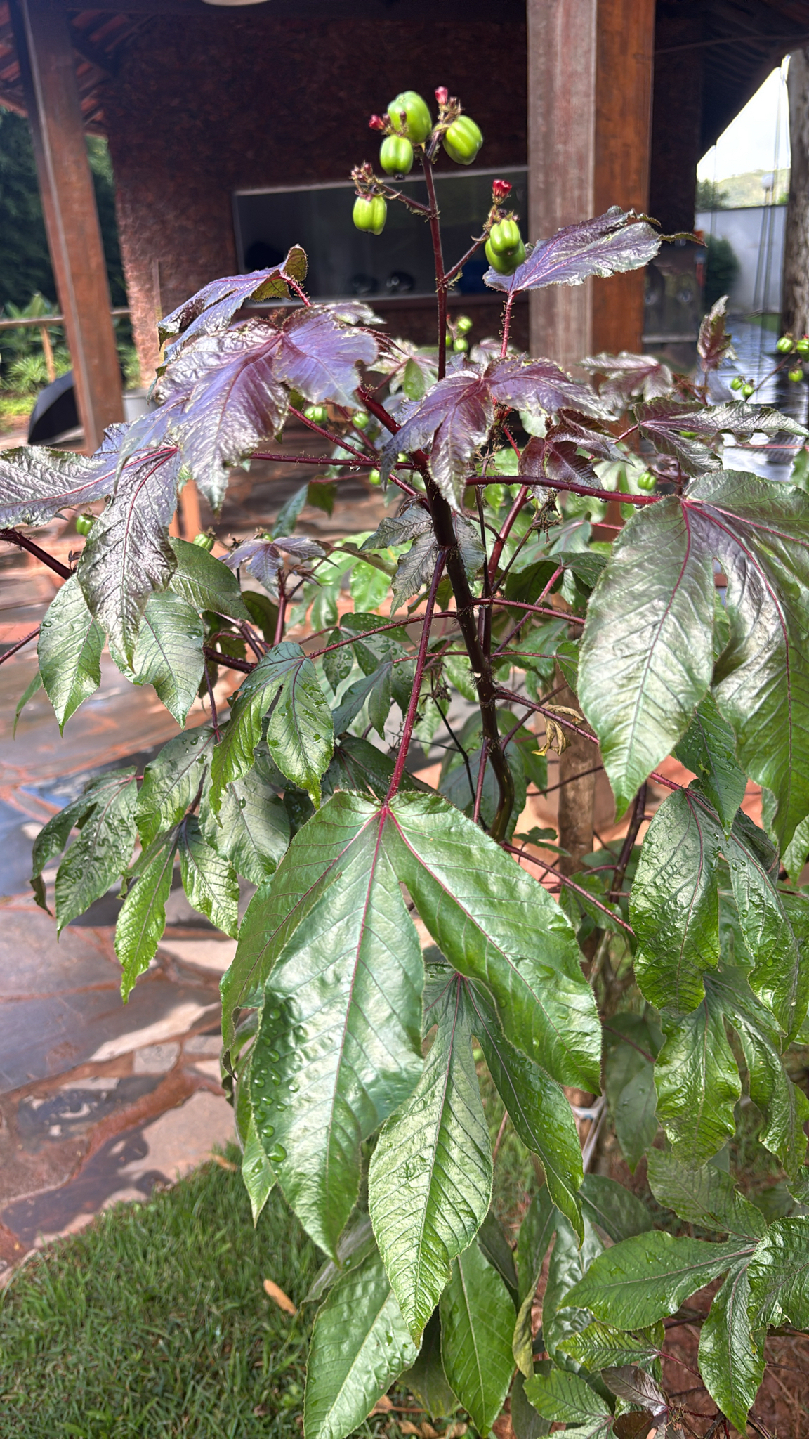 Jatropha gossypiifolia