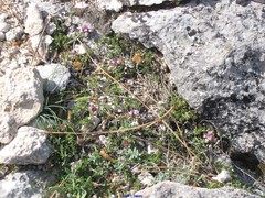 Thymus granatensis