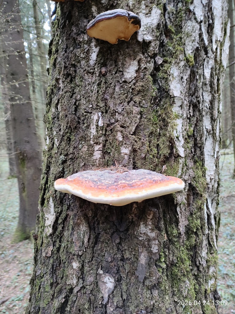 Fomitopsis pinicola · April 2026 · photo: © corporal-natural (iNaturalist, cc0)