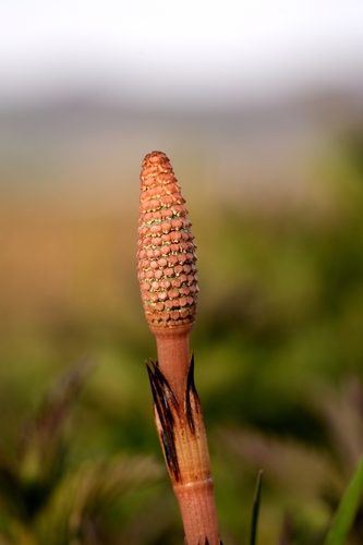 great horsetail