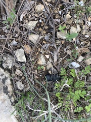 Pasimachus californicus