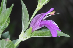 Poikilacanthus tweedieanus