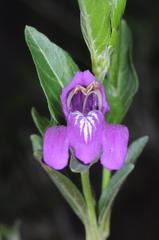 Poikilacanthus tweedieanus
