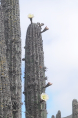Trichocereus terscheckii